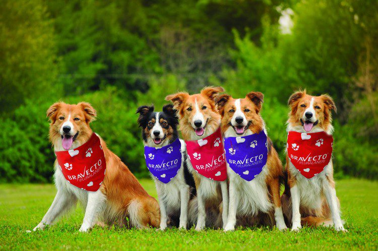 5 Dogs wearing different colored solid triangle bandannas with imprint